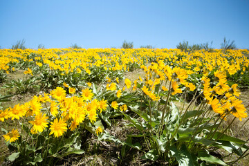 Fototapeta premium Arrowleaf Balsamroot Yellow Flower