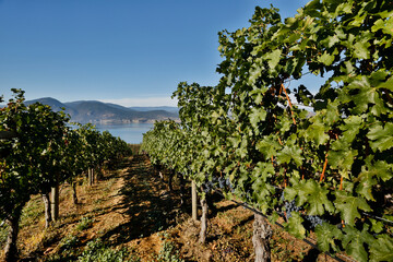 Ripe Organic Merlot Grapes Winery Vineyard Okanagan Valley