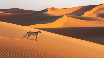 Selbstklebende Fototapeten Cheetah walking gracefully through golden sand dunes at sunset in a vast desert landscape © Sadia