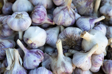 Organic Red Russian Garlic Bulbs Farmers Market