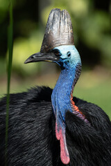 Cassowary 0005