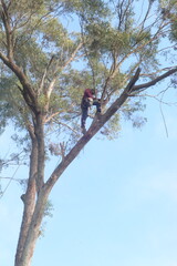 Tree lobber working in the top of a gumtree.