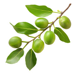 Branch of Kakadu plum isolated on transparent background remove Png, clipping path