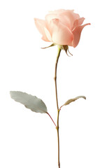 PNG Flower petal plant rose.