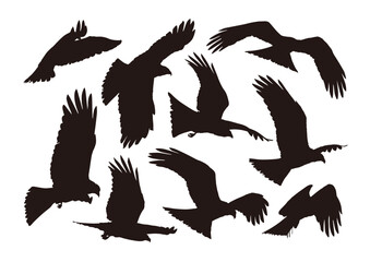 eagle shadow set of silhouettes of birds