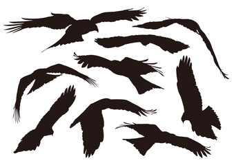 eagle shadow set of silhouettes of birds