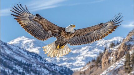 Obraz premium Bald eagle soaring over snow capped mountains