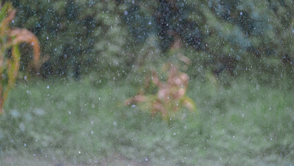 deer in the forest