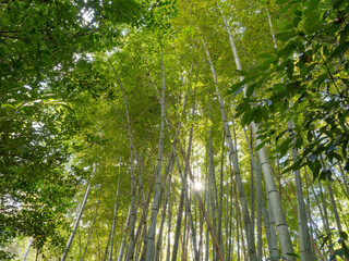 Obraz premium 爽やかな緑の竹