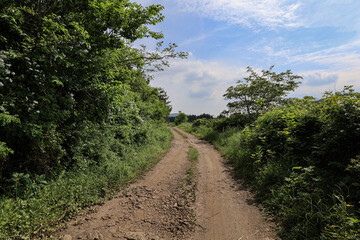 산 정상을 올라가는 숲 길 제주 제주시 조천읍 교래리 까끄래기오름