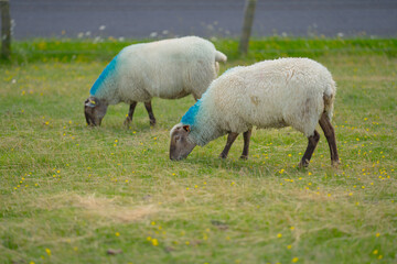 Fototapeta premium White sheep in the farm. Farming agricultural. Sheep pasture on farm, close up. Sheep on a field. Sheep grazing at pasture.