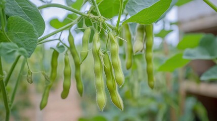 Obraz premium Fresh Green Soybeans Hanging on the Plant in a Lush Agricultural Field