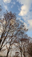 Fototapeta premium 空と木