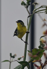 Goldfinch feeding on Wildflower Seeds