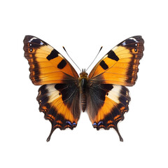 Naklejka premium Stunning Orange and Black Butterfly with Detailed Wings in Natural Setting