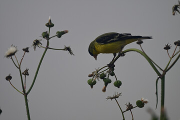 Goldfinch feeding on Wildflower Seeds