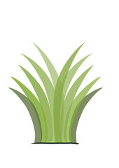aloe vera plant