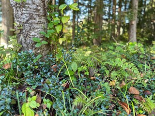 森の中の緑の美しい風景