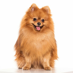 Fototapeta premium pomeranian spitz puppy