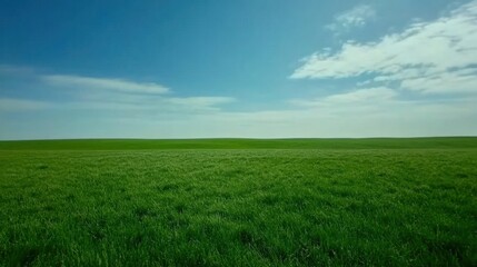 Lush Green Grass Field Under Bright Blue Sky with Fluffy White Clouds
