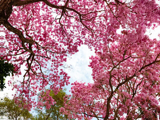 pink cherry blossom