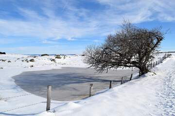 Aubrac - hiver