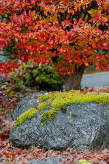 Naklejka premium Autumn leaves and moss-covered rocks