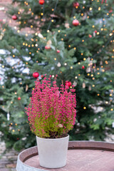 A pot of vibrant pink flowers sits prominently in front of a beautifully decorated Christmas tree. The tree is adorned with red ornaments and sparkling lights, creating a festive atmosphere.