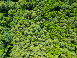 Obraz premium Jungle nature background. Tree growing in lush forest. Nature landscape. Landscape forest in spring. Green forest in summer aerial view. Rainforest ecosystem and healthy environment. Nature reserves