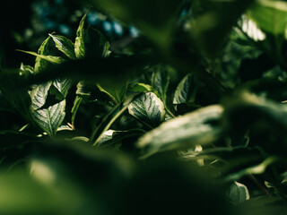 Tree foliage
