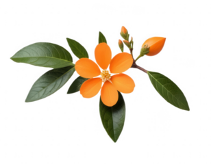 	An orange branch with flowers isolated on a transparent background, perfect for nature, spring, and floral design projects.
