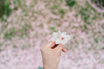 Two Cherry Blossoms Held in Hand Against a Soft Spring Background