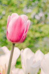 Pink Tulip Blooming Against a Soft Green Background