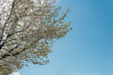Cherry Tree Branches with Fresh Green Leaves Against a Vibrant Blue Sky