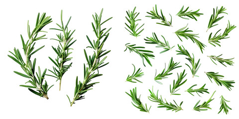 Naklejka premium Fresh green organic rosemary leaves isolated on a white background. Generative AI.
