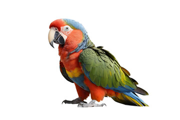 Fototapeta premium Vibrant Macaw Parrot Isolated on Transparent Background