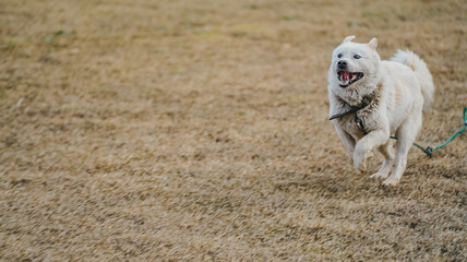 white dog running