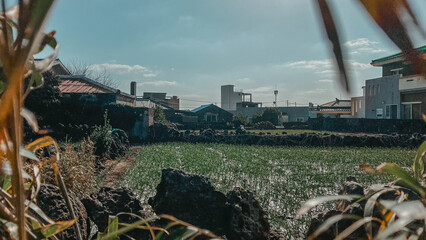 tractor in the field