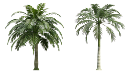  tropical coconut palm trees isolated on white background PNG.AI GENERATED
