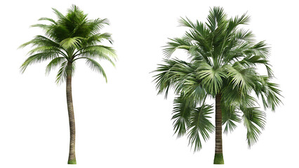 Fototapeta premium tropical coconut palm trees isolated on white background PNG.AI GENERATED