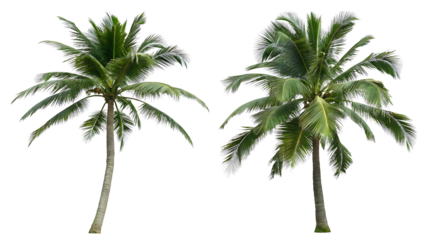  tropical coconut palm trees isolated on white background PNG.AI GENERATED