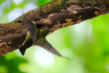 closeup coppersmith barbet feeding the chick