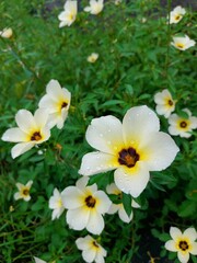 Obraz premium Beautiful White Flowers in a Lush Garden Setting