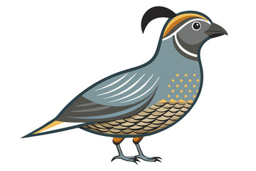 Fototapeta premium California Quail Bird Artwork Illustration – Stunning Wildlife Art for Your Collection
