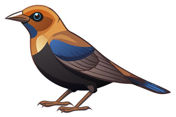 Obraz premium Stunning Brown-Headed Cowbird Illustration - Nature-Inspired Artwork