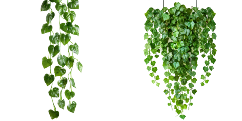 Hanging vines ivy foliage jungle bush, heart shaped green leaves climbing plant nature backdrop. Generative AI.