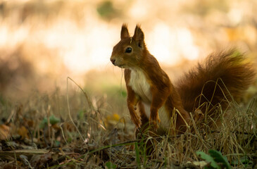 squirrel on the grass