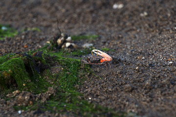 Fiddler Crab or Calling Crab