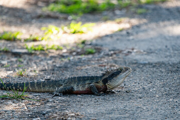 lizard on the stone