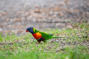 Rainbow Lorikeets close up